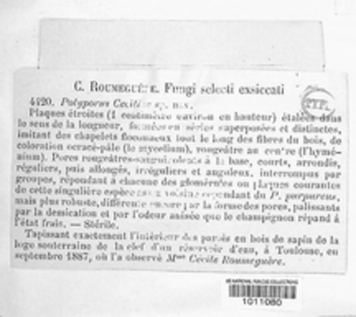 Polyporus ceciliae image